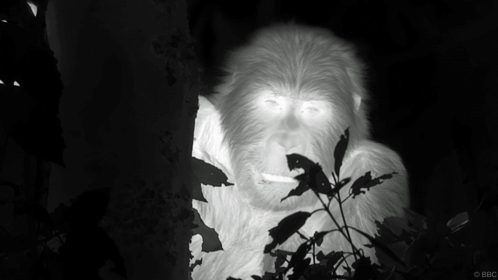 “To the best of my knowledge this is the first ever filming of gorillas at night, certainly using this kind of camera,” says primatologist and chairman of the Ape Alliance Dr Ian Redmond, a self-professed “gorilla-holic” who began his career as Dian Fossey’s research assistant and introduced Sir David Attenborough to gorillas in the 1970s.