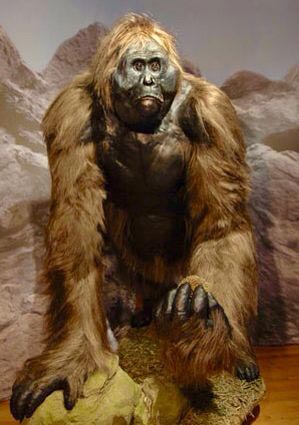 A Gigantopithecus model - is this the face of Bigfoot, the Yeti and other similar cryptids around the world