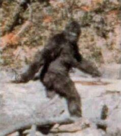 Frame from the Patterson Gimlin bigfoot footage of 1967.