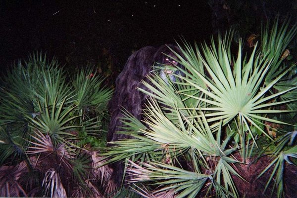 Florida's Skunk Ape or a former pet primate