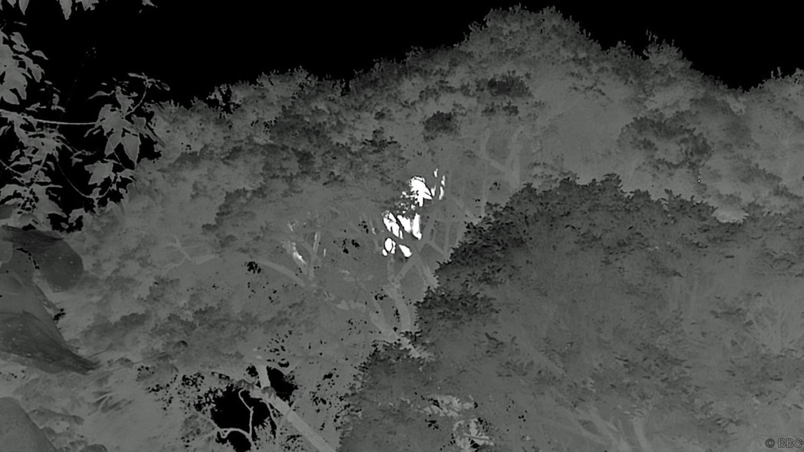 Eastern lowland gorillas have now been filmed on thermal cam at night building nests to sleep in up to 45 meters above ground.